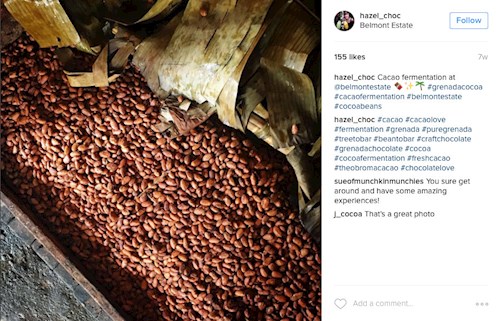 Cacao fermentation at Belmont Estate, Grenada (Instagram hazel_choc)