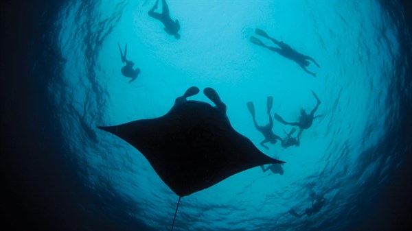 Maldives Stingray