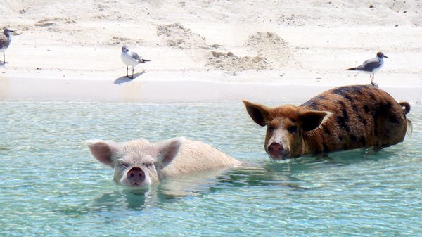 Bahamas PIGS